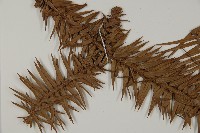 杉木藏品圖，第4張