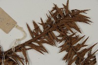 杉木藏品圖，第5張