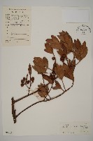 竹柏藏品圖，第1張