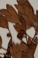 竹柏藏品圖，第3張