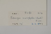 大葉羅漢松藏品圖，第2張