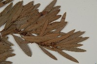 大葉羅漢松藏品圖，第3張