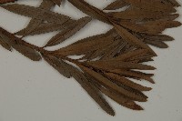 大葉羅漢松藏品圖，第4張