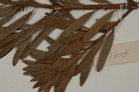 大葉羅漢松藏品圖，第5張