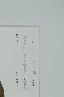 買麻藤藏品圖，第2張