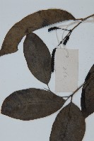 買麻藤藏品圖，第3張