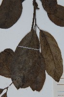 買麻藤藏品圖，第4張