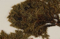 香青藏品圖，第4張