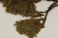 香青藏品圖，第5張