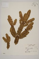 臺灣冷杉藏品圖，第1張