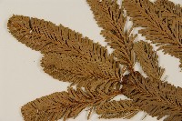 臺灣冷杉藏品圖，第3張