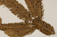 臺灣冷杉藏品圖，第4張