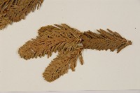 臺灣冷杉藏品圖，第5張