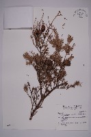 臺灣鐵杉藏品圖，第1張