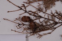 臺灣鐵杉藏品圖，第3張