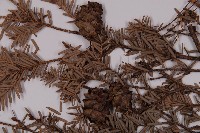 臺灣鐵杉藏品圖，第4張