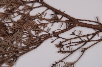 臺灣鐵杉藏品圖，第5張