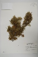 刺柏藏品圖，第1張