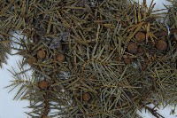 刺柏藏品圖，第3張