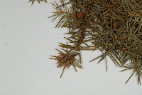 刺柏藏品圖，第4張