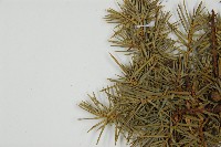 刺柏藏品圖，第5張