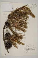 臺灣二葉松藏品圖，第1張