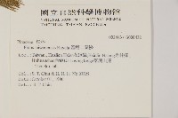 臺灣二葉松藏品圖，第2張