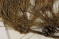 臺灣二葉松藏品圖，第3張