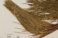 臺灣二葉松藏品圖，第4張