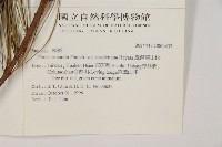 臺灣華山松藏品圖，第2張