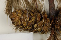 臺灣華山松藏品圖，第3張