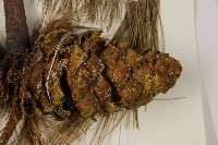 臺灣華山松藏品圖，第4張