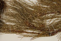 臺灣華山松藏品圖，第5張