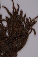 柳杉藏品圖，第3張