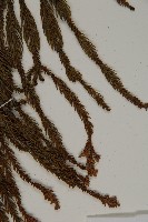 柳杉藏品圖，第4張