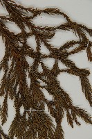 柳杉藏品圖，第5張