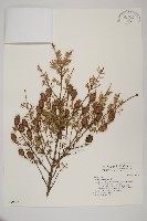 鐵杉藏品圖，第1張