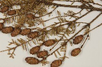 鐵杉藏品圖，第3張