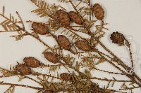 鐵杉藏品圖，第4張