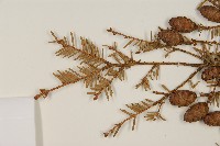 鐵杉藏品圖，第5張