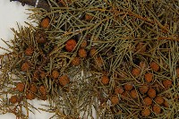 刺柏藏品圖，第3張