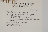 臺灣黃杉藏品圖，第2張