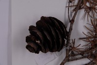 臺灣黃杉藏品圖，第3張