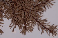 臺灣黃杉藏品圖，第4張