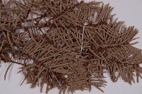 臺灣黃杉藏品圖，第5張