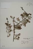 落羽松、美國水松藏品圖，第1張