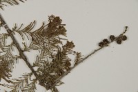 落羽松、美國水松藏品圖，第3張