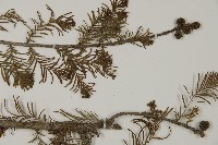 落羽松、美國水松藏品圖，第4張