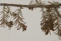 落羽松、美國水松藏品圖，第5張