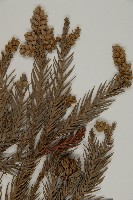 柳杉藏品圖，第3張